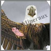 AIGLE - OEIL de TIGRE - 450x280x120 mm - 2260 grammes - A002