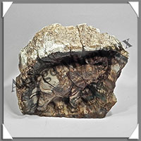 ELEPHANT - BOIS FOSSILE - 150x95x70 mm - 1 465 grammes - A001