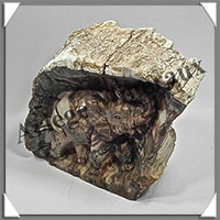 ELEPHANT - BOIS FOSSILE - 150x95x70 mm - 1 465 grammes - A001