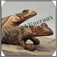 IGUANES (Couple) - JASPE PAYSAGE - 310x150x100 mm - 3 200 grammes - A001