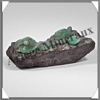 TORTUES (Couple)  - CHRYSOPRASE - 105x50x35 mm - 310 grammes - A001