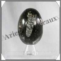 ORTHOCERAS - Oeuf - 80 mm - 300 grammes - M005